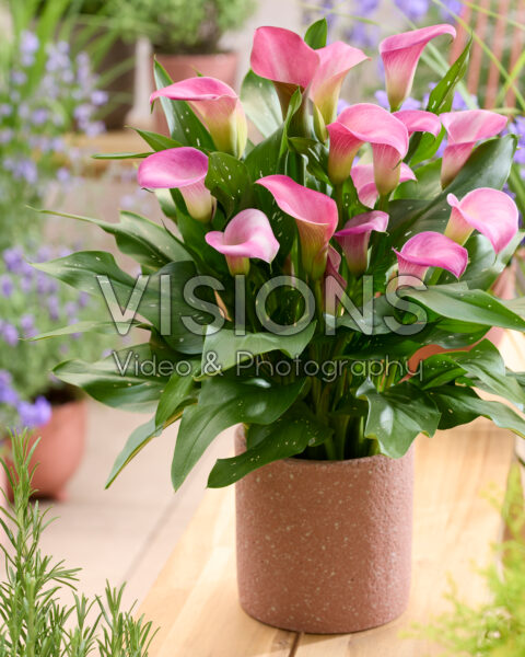 Zantedeschia Candy Art Zantedeschia Candy Art