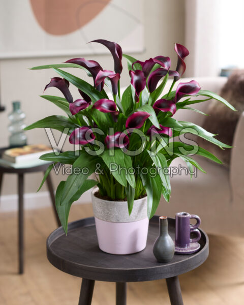 Zantedeschia Purple Art Zantedeschia Purple Art