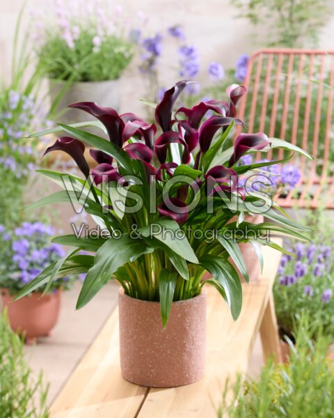 Zantedeschia Purple Art Zantedeschia Purple Art