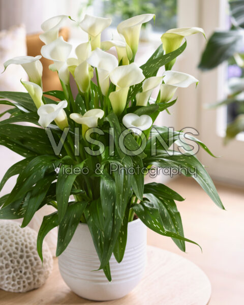 Zantedeschia Virgin Art Zantedeschia Virgin Art