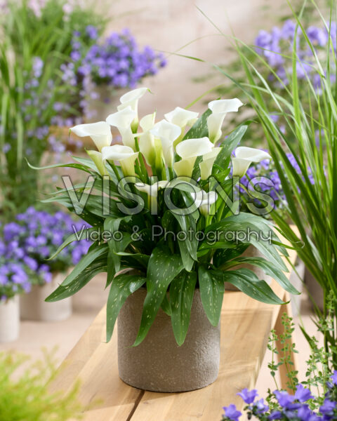 Zantedeschia Virgin Art Zantedeschia Virgin Art
