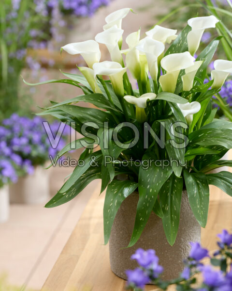 Zantedeschia Virgin Art