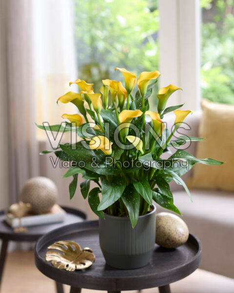 Zantedeschia Orange Art