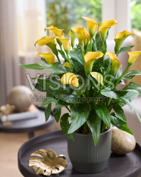 Zantedeschia Orange Art Zantedeschia Orange Art