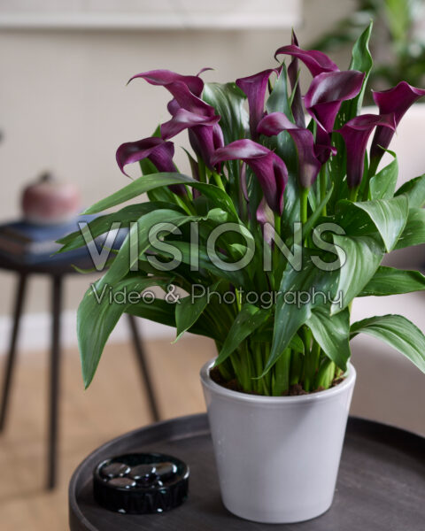 Zantedeschia Captain Nescio Zantedeschia Captain Nescio