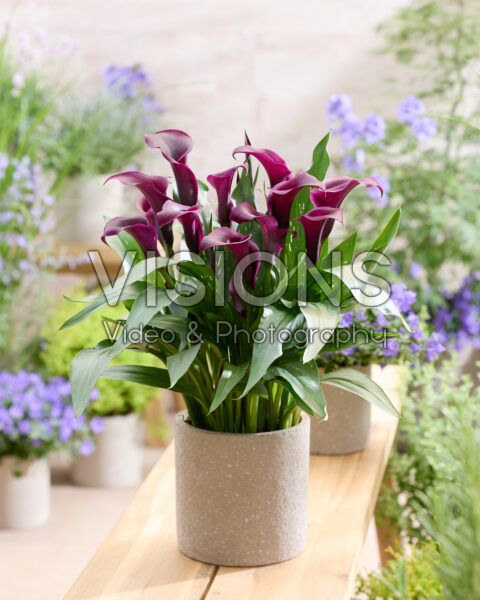 Zantedeschia Captain Nescio Zantedeschia Captain Nescio