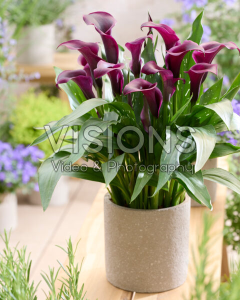 Zantedeschia Captain Nescio Zantedeschia Captain Nescio