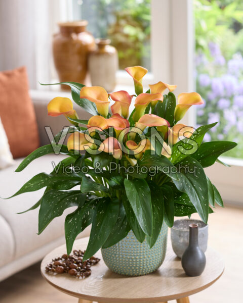 Zantedeschia Fancy Art Zantedeschia Fancy Art
