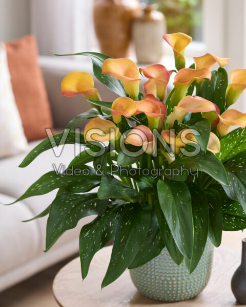 Zantedeschia Fancy Art Zantedeschia Fancy Art