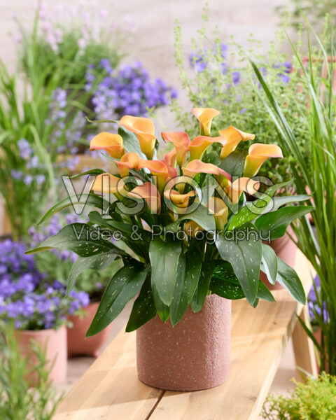 Zantedeschia Fancy Art Zantedeschia Fancy Art