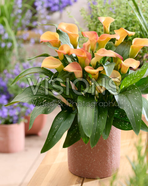 Zantedeschia Fancy Art