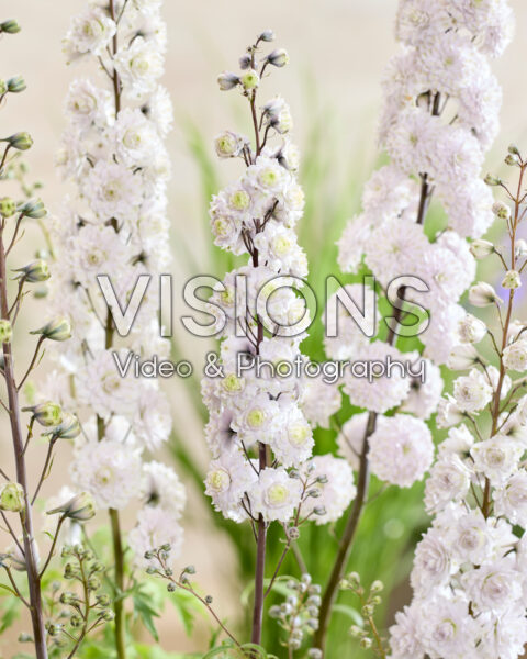 Delphinium Highlander Samba
