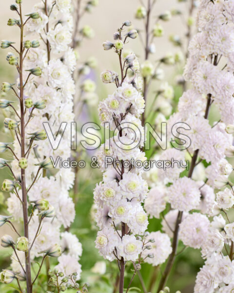 Delphinium Highlander Samba