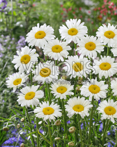 Leucanthemum Diamond Supreme Leucanthemum Diamond Supreme
