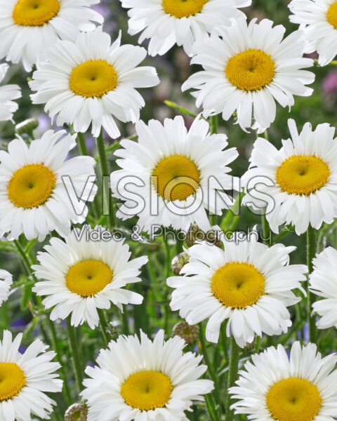 Leucanthemum Diamond Supreme