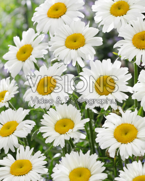 Leucanthemum Diamond Supreme