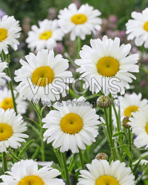 Leucanthemum Diamond Supreme