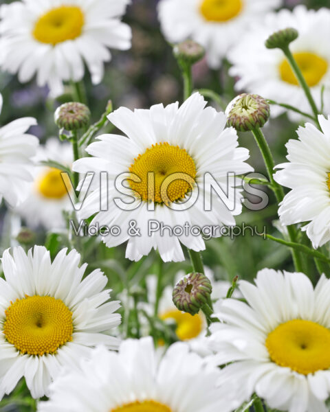 Leucanthemum Diamond Supreme Leucanthemum Diamond Supreme