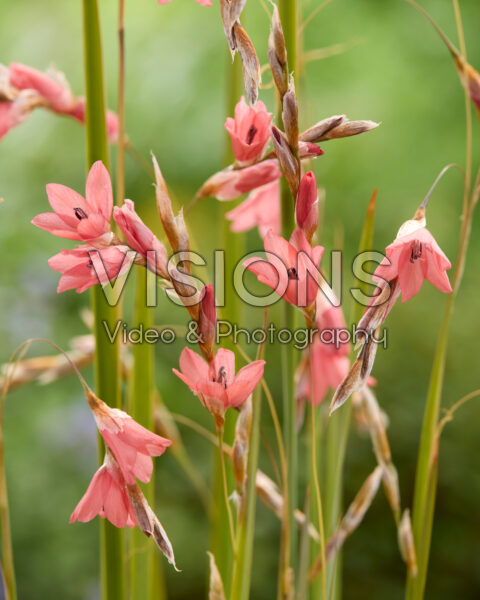 Dierama dracomontanum Dierama dracomontanum