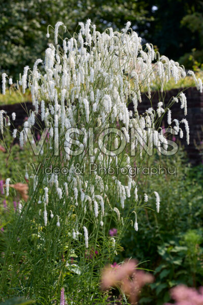 Sanguisorba tenuifolia Korean Snow Sanguisorba tenuifolia Korean Snow