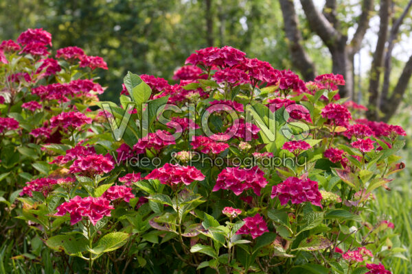 Hydrangea macrophylla Hydrangea macrophylla