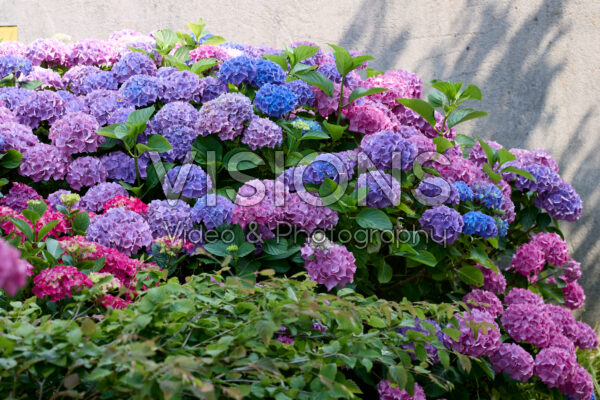Hydrangea macrophylla Hydrangea macrophylla