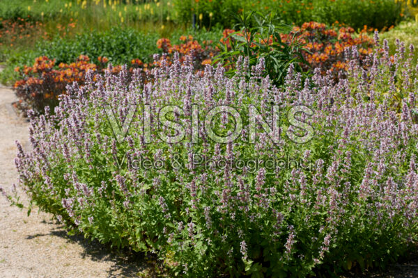 Nepeta grandiflora Dawn to Dusk Nepeta grandiflora Dawn to Dusk