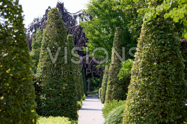 Carpinus betulus