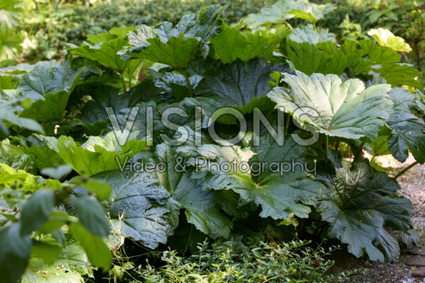 Darmera peltata Darmera peltata