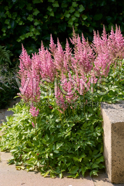 Astilbe Rijnland