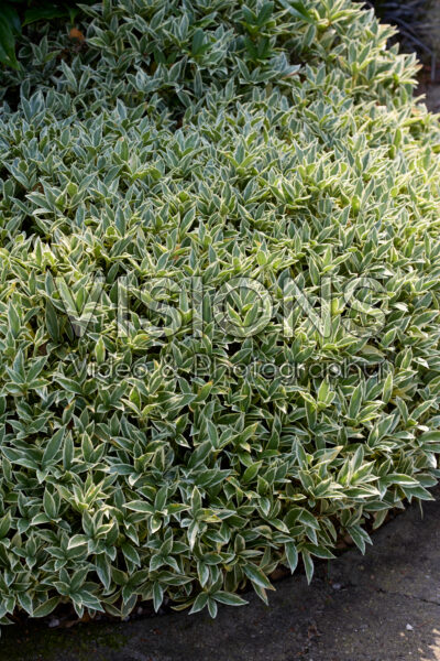 Skimmia japonica Magic Marlot