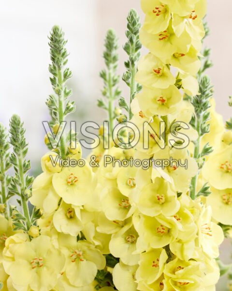 Verbascum Primrose Path Verbascum Primrose Path