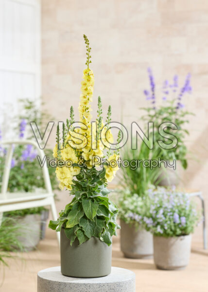 Verbascum Primrose Path Verbascum Primrose Path
