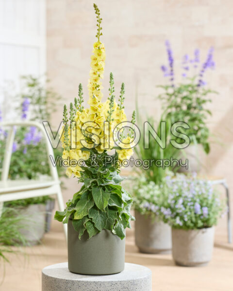 Verbascum Primrose Path Verbascum Primrose Path