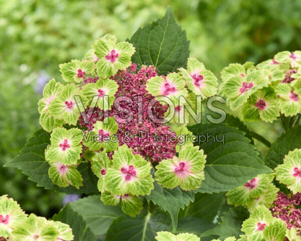 Hydrangea Pink Heart Hydrangea Pink Heart