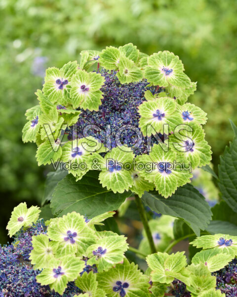 Hydrangea Blue Heart Hydrangea Blue Heart