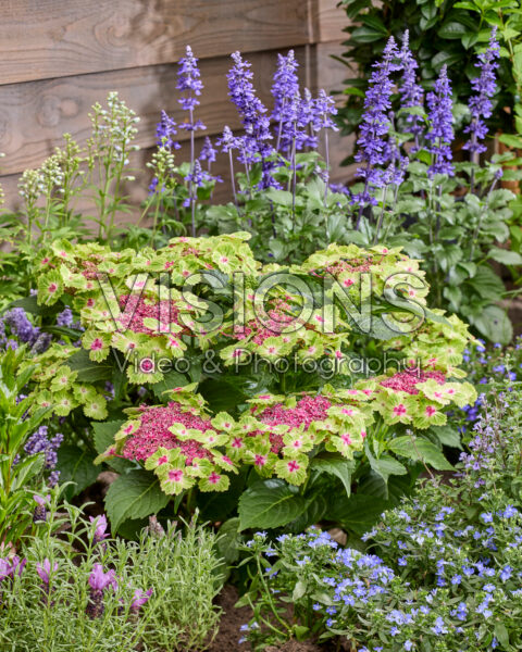 Hydrangea Pink Heart Hydrangea Pink Heart