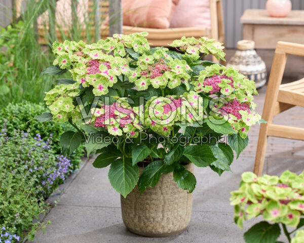 Hydrangea Pink Heart