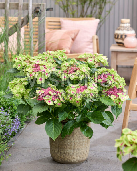 Hydrangea Pink Heart Hydrangea Pink Heart