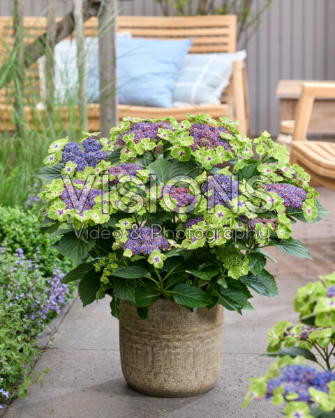 Hydrangea Blue Heart Hydrangea Blue Heart