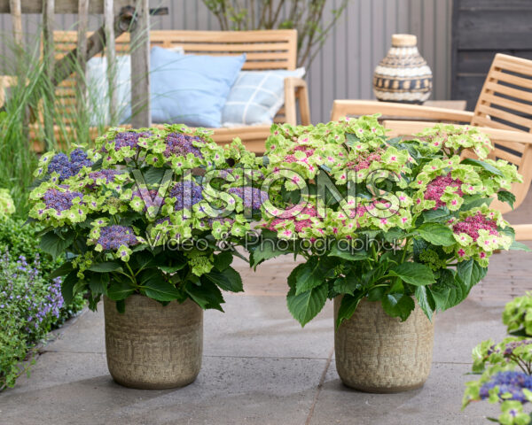 Hydrangea Blue Heart, Pink Heart Hydrangea Blue Heart, Pink Heart