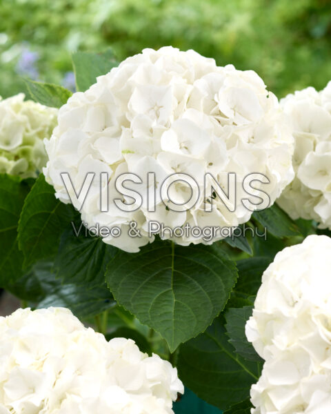 Hydrangea Ankong White Hydrangea Ankong White