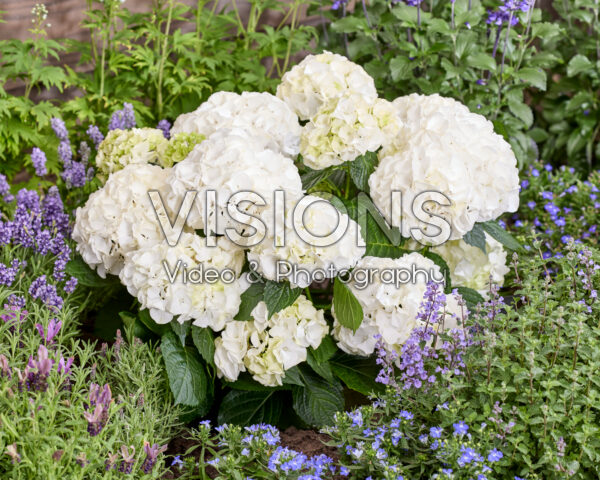 Hydrangea Ankong White Hydrangea Ankong White