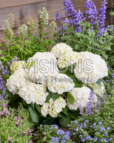 Hydrangea Ankong White Hydrangea Ankong White