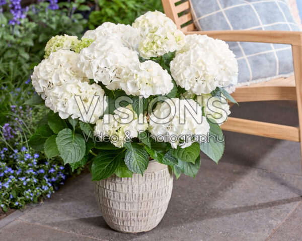 Hydrangea Ankong Wit Hydrangea Ankong Wit