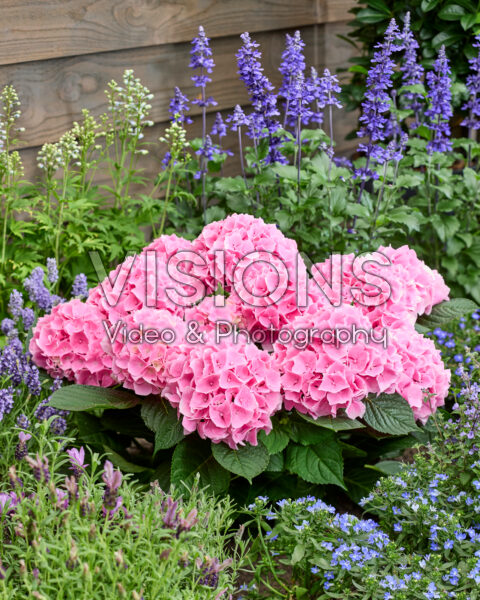 Hydrangea Ankong Pink Hydrangea Ankong Pink