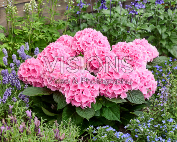 Hydrangea Ankong Roze Hydrangea Ankong Roze