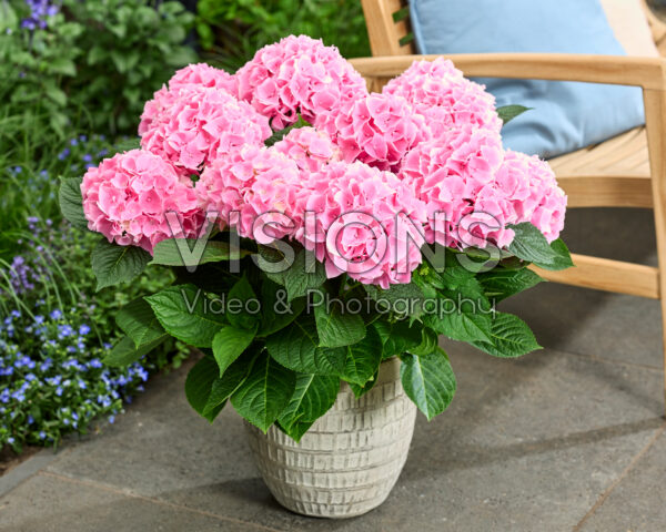 Hydrangea Ankong Pink