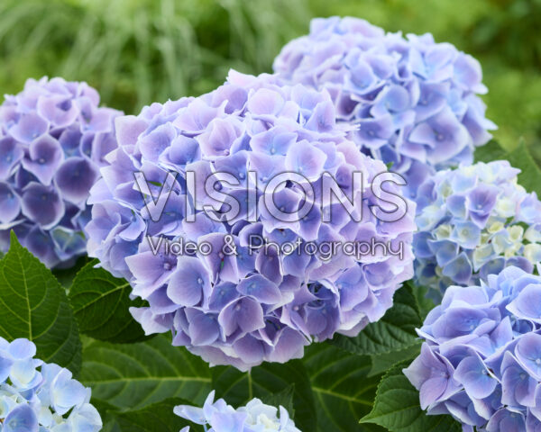 Hydrangea Ankong Blue Hydrangea Ankong Blue