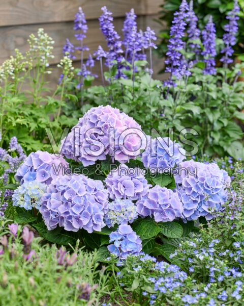 Hydrangea Ankong Blue Hydrangea Ankong Blue